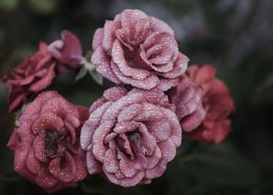 Misty Pale Pink Roses