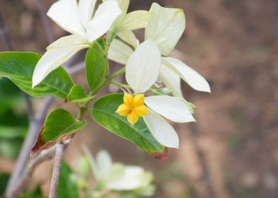 Beautiful Fresh Flower