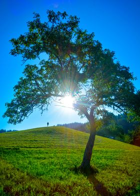 The Tree and the Freedom