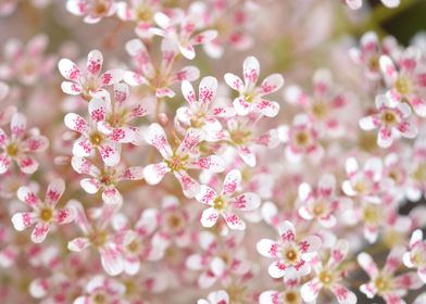 Little Pinky Blossoms