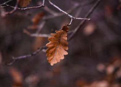 dead leaf