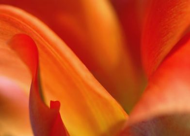 Tulip Petals