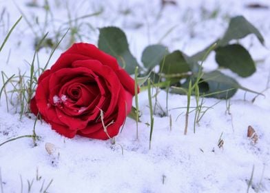 Single Red Rose In Snow