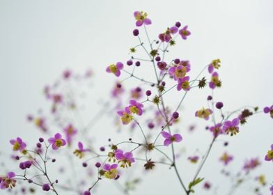 Little Lilac Blossoms