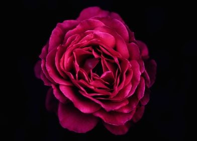 Deep Pink Single Rose