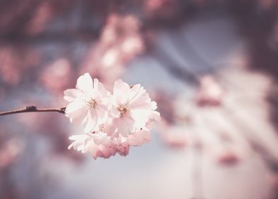 White Spring Blossoms