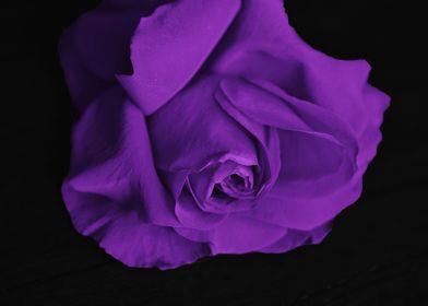 Single Deep Purple Rose