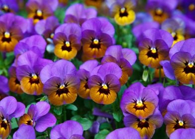 Little Lilac Pansies