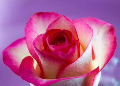 Single Pink Rose On Lilac