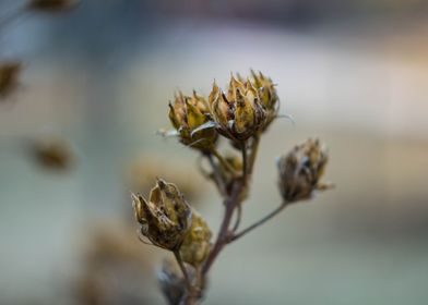 dead flower winter shoot  