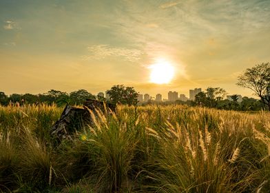 Grassland in Singapore