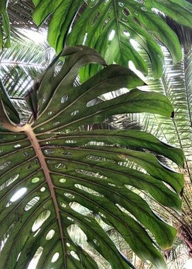 Majorelle garden palms
