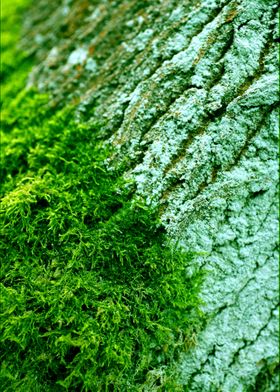 Wooden trippy tree stories