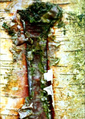 Wooden trippy tree stories