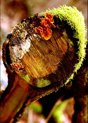 Wood trippy abstract macro