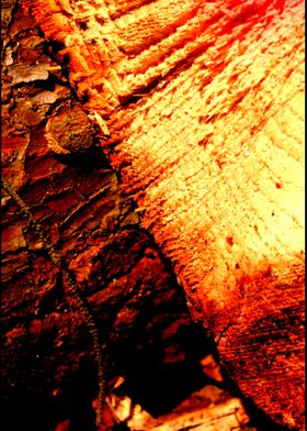Wood trippy abstract macro