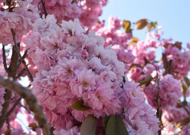 Pink Cherry Blossum