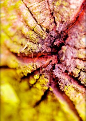 Trippy treescapes stories