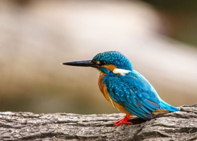 kingfisher