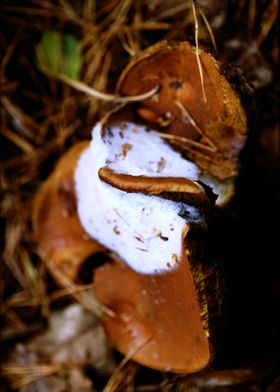Wood trippy abstract macro