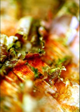 Wood trippy abstract macro