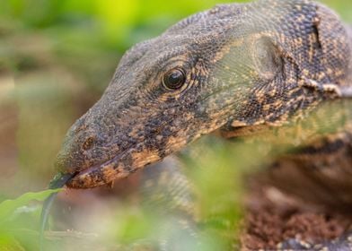 water monitor