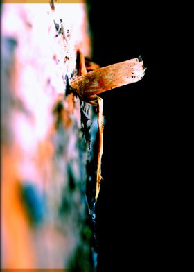 Wooden trippy tree stories