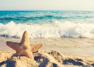 Starfish In Beach