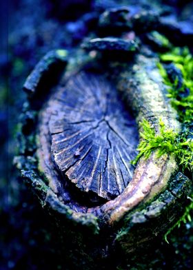 Wood trippy abstract macro