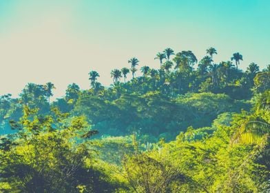 Green Tree Forest