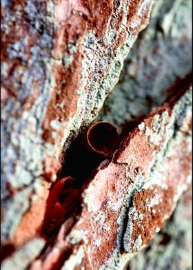 Trippy treescapes stories