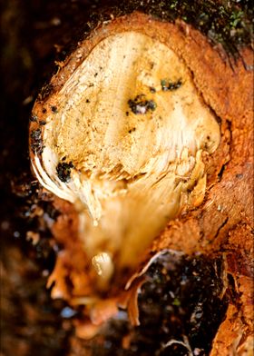 Wooden trippy tree stories