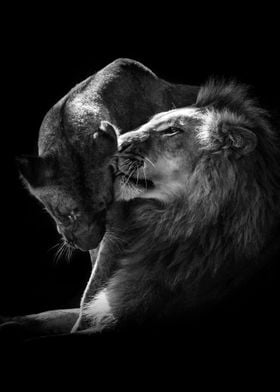 'Lions Love black and white' Poster by MK studio | Displate