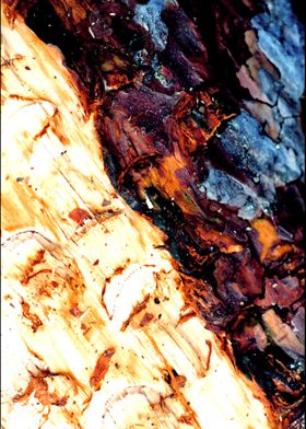 Trippy treescapes stories