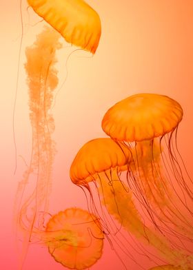 Four Orange Jellyfish Wall