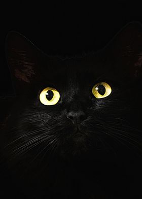 Cat Eye In The Dark