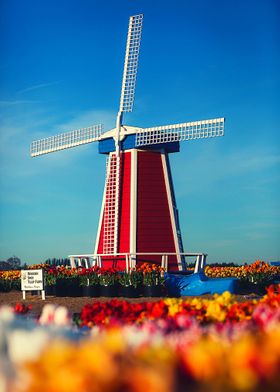 Tulip Farm and Windmill