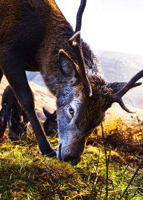 close deer eating grass