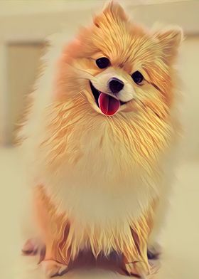 Pomeranian