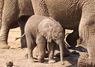Cute Elephant Baby 2879