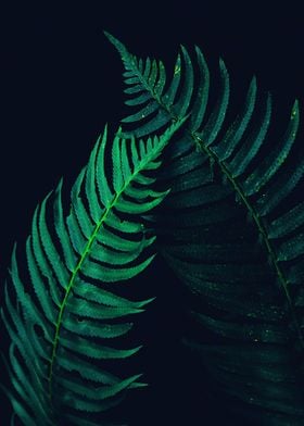 Dark Palm Leaf