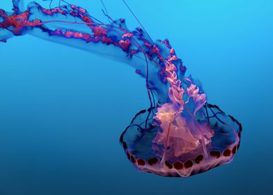 Purple and Pink Jelly Fish