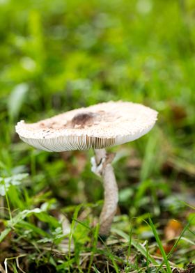 Trippy winter mushrooms
