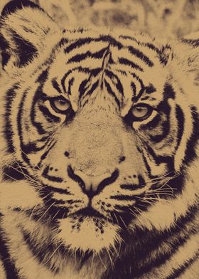 Up Close Tiger