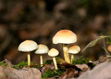 Psychedelic mushrooms trip