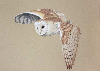 Barn Owl Flying