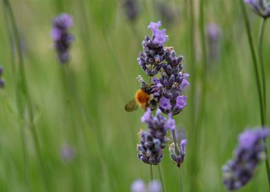 Bee After Pollen