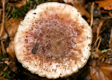 Psychedelic mushrooms trip