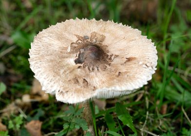 Trippy winter mushrooms