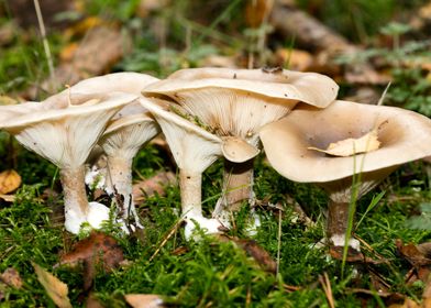 Psychedelic mushrooms trip